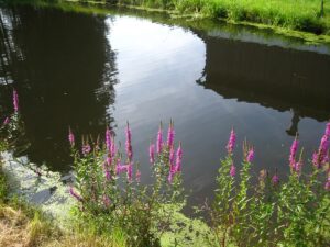 Der Dorfweiher in Katzbach am 2. August 2014