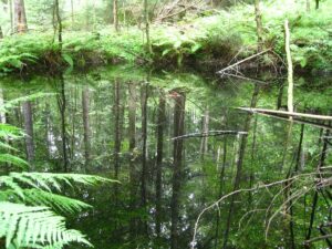 Schöne Spiegelung im Wasser in Katzbach am 3. August 2014