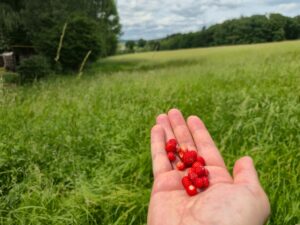 Eine Handvoll frisch gepflückter roter Walderdbeeren vor den grünen Wiesen und Hügeln in Katzbach