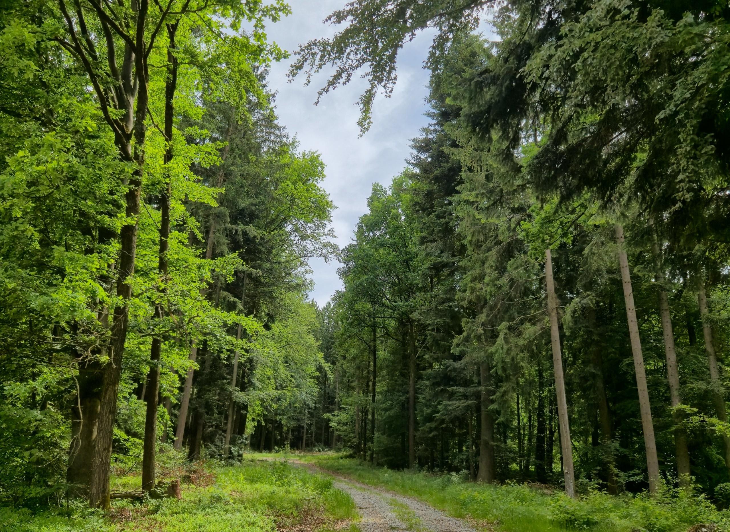 Schöner Waldweg zwischen Nadel- und Laubbäumen nahe Katzbach, Bayern. Foto: Teliatnikova Mariia